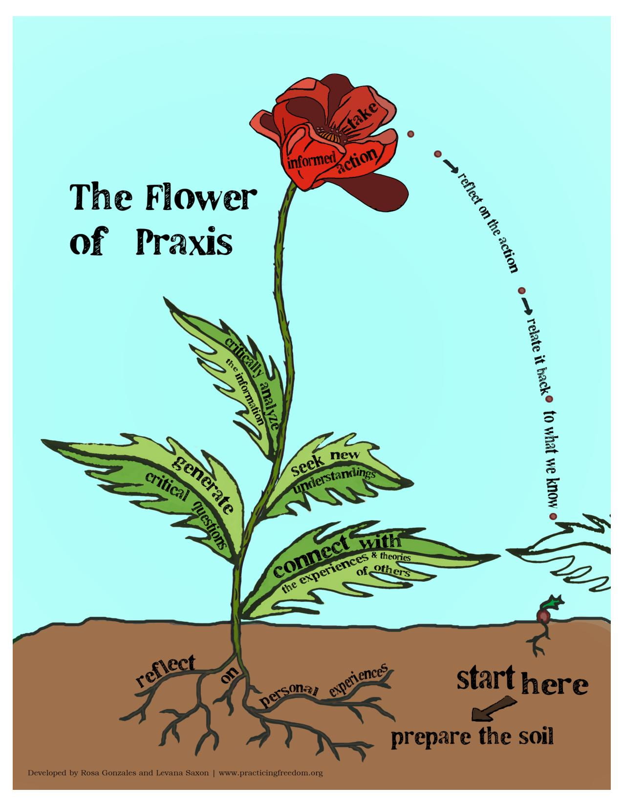A flower growing from soil with roots showing the process of praxis