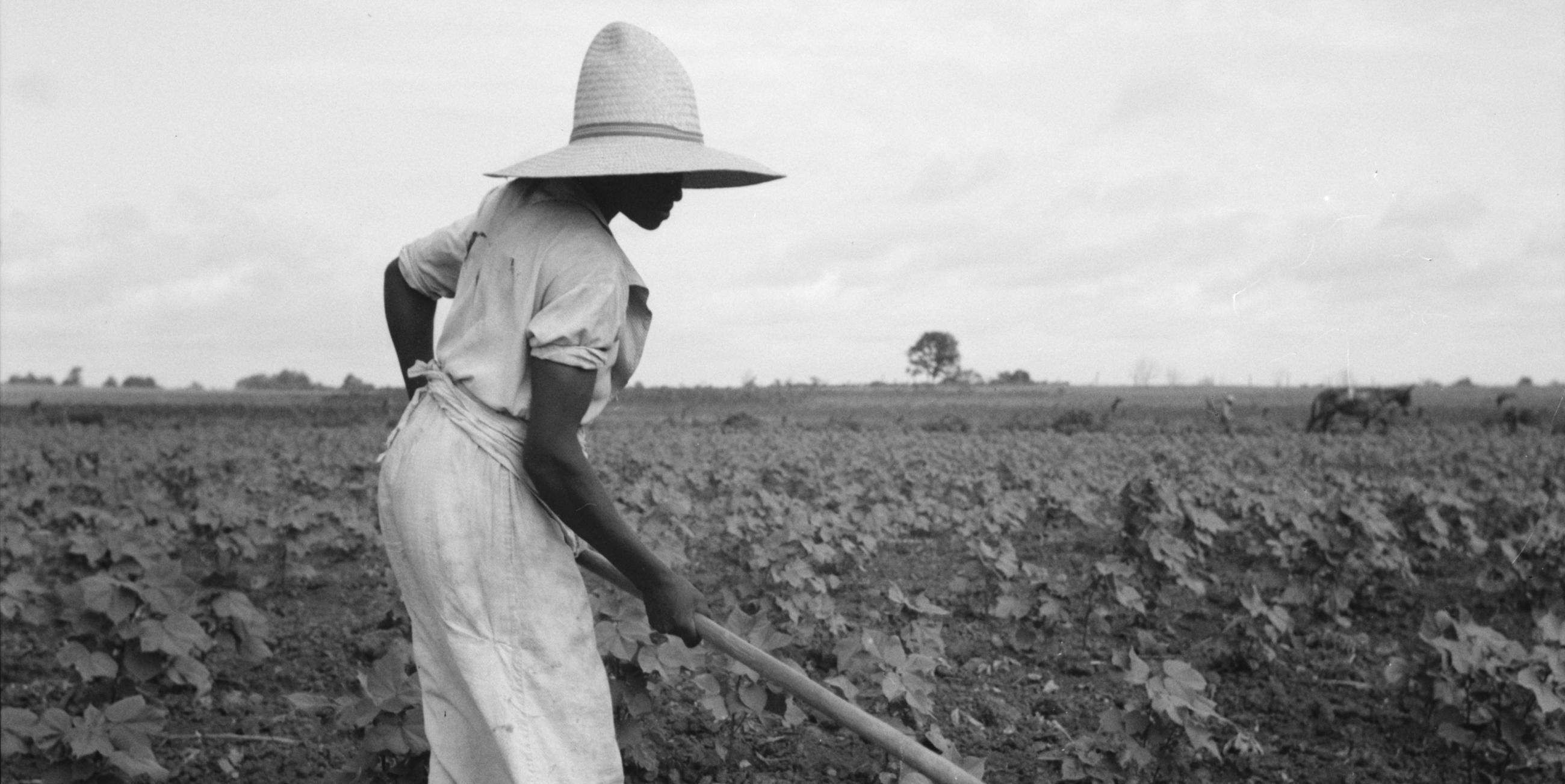 Sharecropper working in field near Eutaw, Alabama in July 1936. Source: Library of Congress